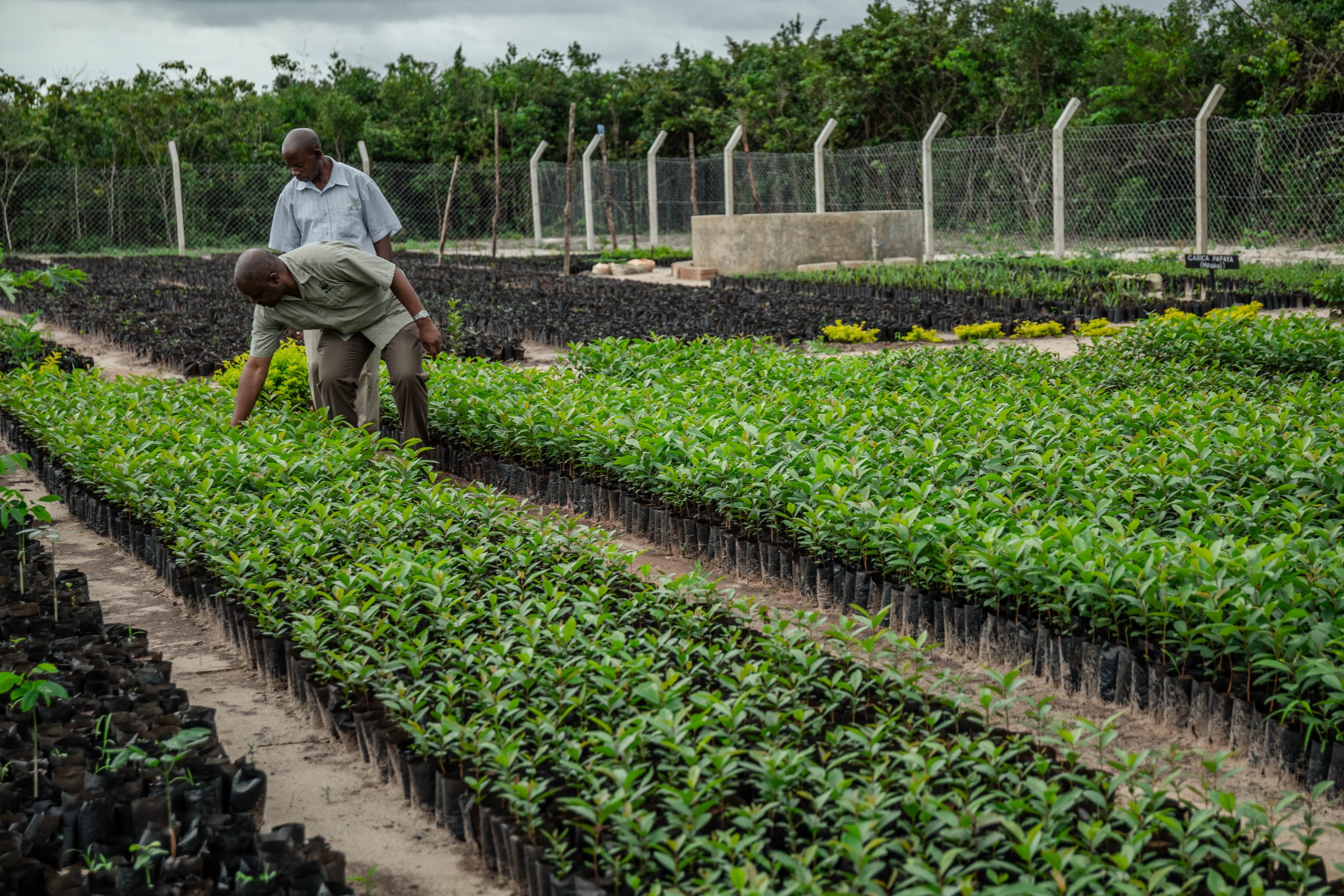 Men inspecting seedlings in a tree nursery